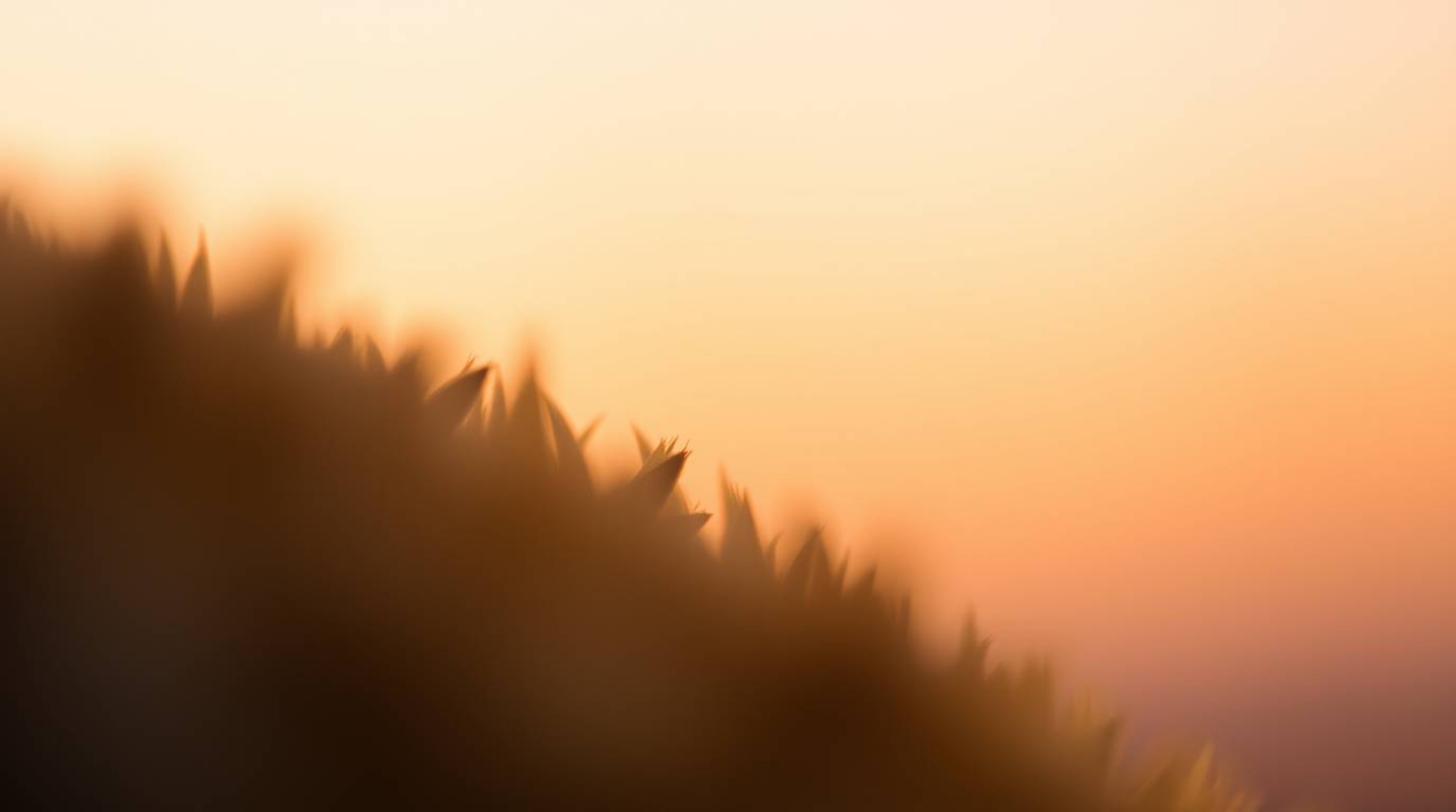 This image showcases an extreme macro close-up photograph with a soft, cinematic haze. The gradient texture resembles a suns