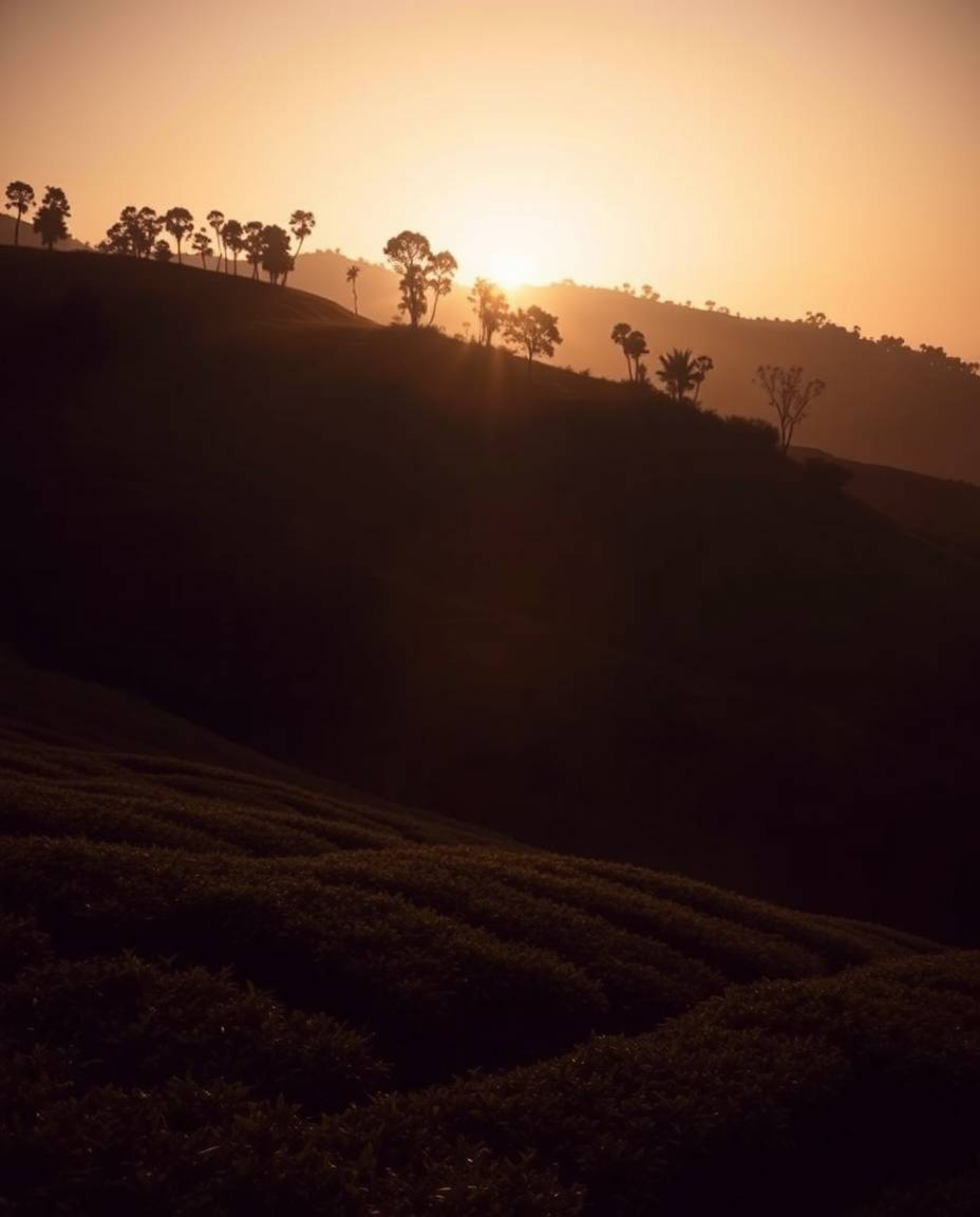 This captivating long-exposure photograph captures a sunset over terraced tea plantations, utilizing silhouetted backlighting