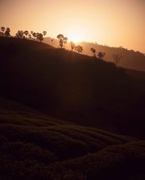 This captivating long-exposure photograph captures a sunset over terraced tea plantations, utilizing silhouetted backlighting
