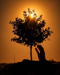 Capture the essence of tranquility with this captivating image: hands gently planting a tree under a breathtaking golden sky.