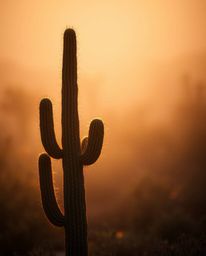A soft cinematic haze envelops a gracefully elegant desert cactus, captured glowing in the last rays of the sun. This piece u
