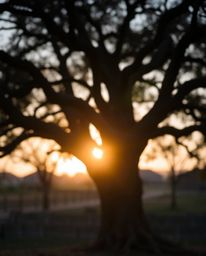 An image captured with gentle soft light, featuring a sunset behind an old oak tree with twisted branches. This photograph ut