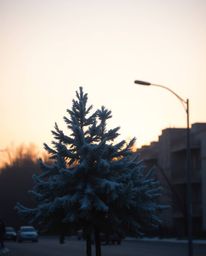 A candid street photograph depicts a soft cinematic haze settling over snowy pine trees as sunset light sparkles upon them. T