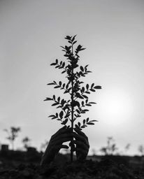 A stunning black and white fine art photograph depicts hands gently planting a tree under a breathtaking golden sky.  The sof
