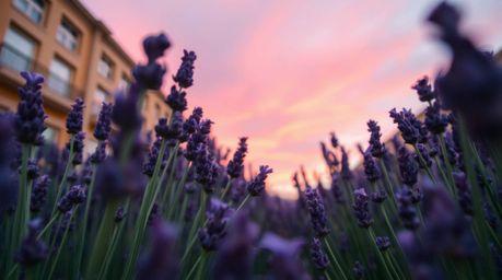 Discover stunning extreme macro close-up street photography capturing the vibrant beauty of lavender fields bathed in the dre