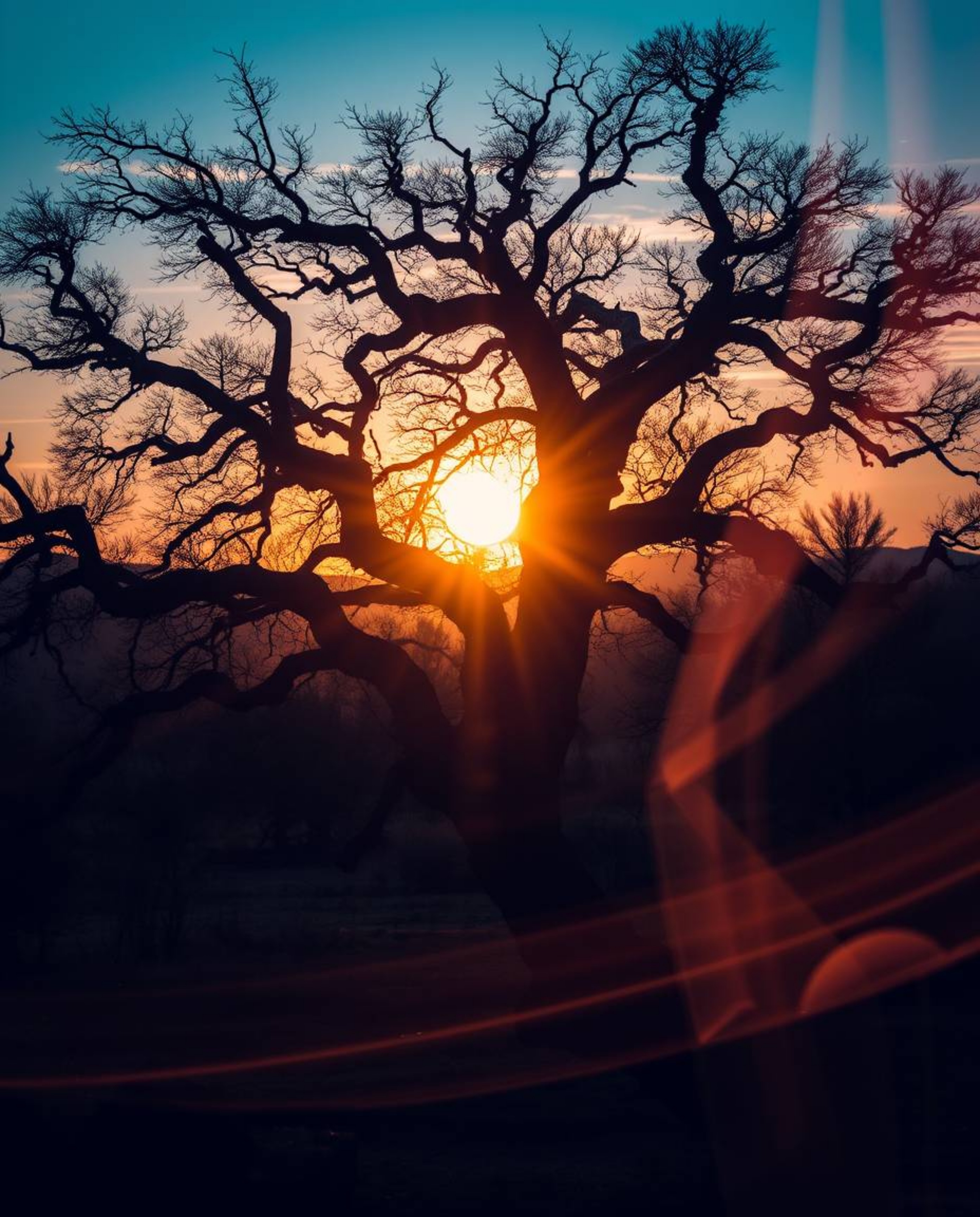 A dramatic, cinematic-style light art piece featuring a sunset behind an old oak tree with twisted branches. This unique artw