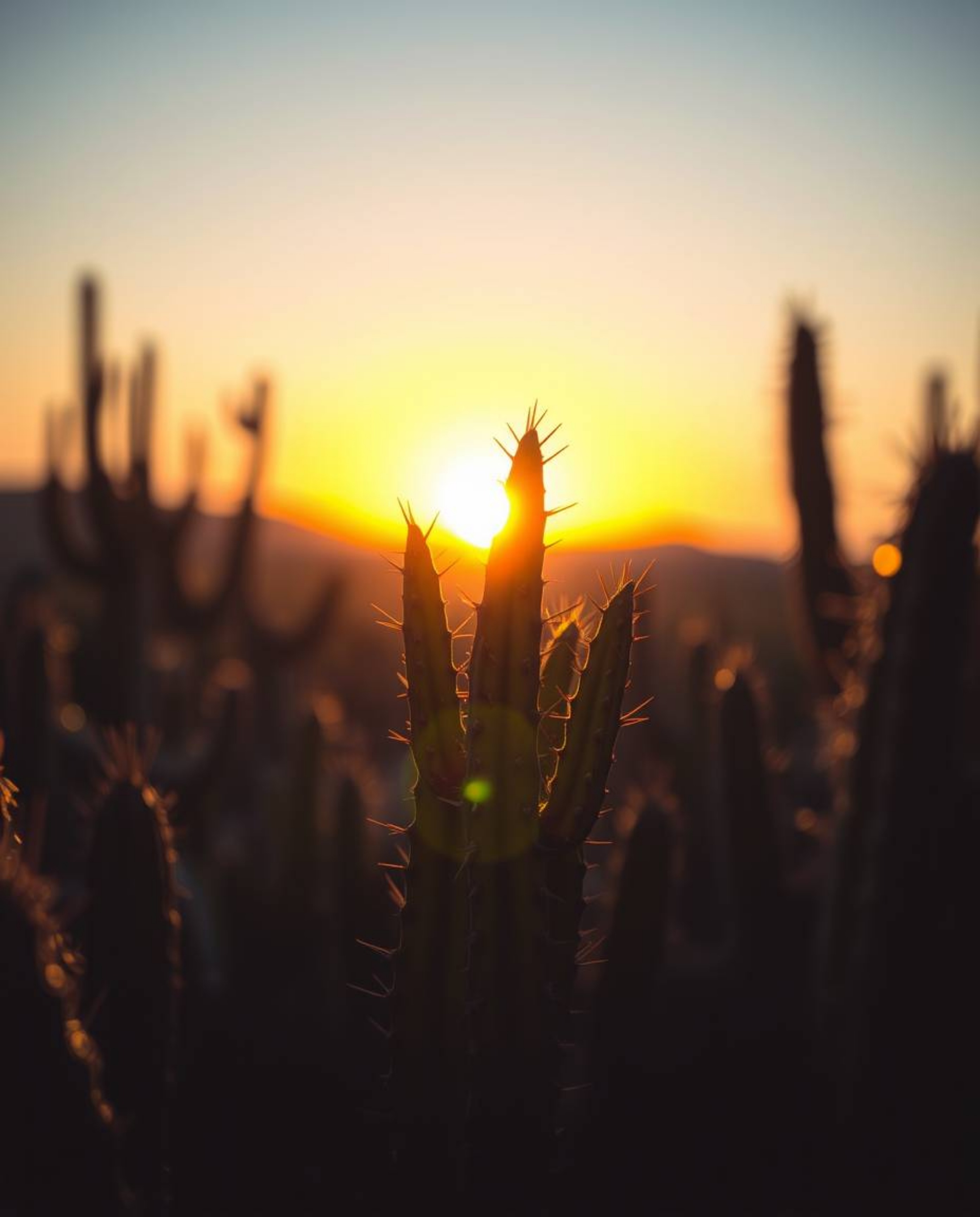 A tight close-up shot captures a desert cactus glowing in the last rays of the sun, uniquely rendered in an intricate origami