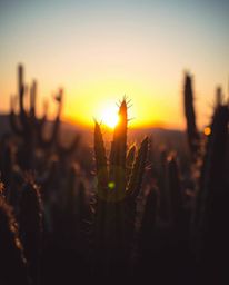 A tight close-up shot captures a desert cactus glowing in the last rays of the sun, uniquely rendered in an intricate origami
