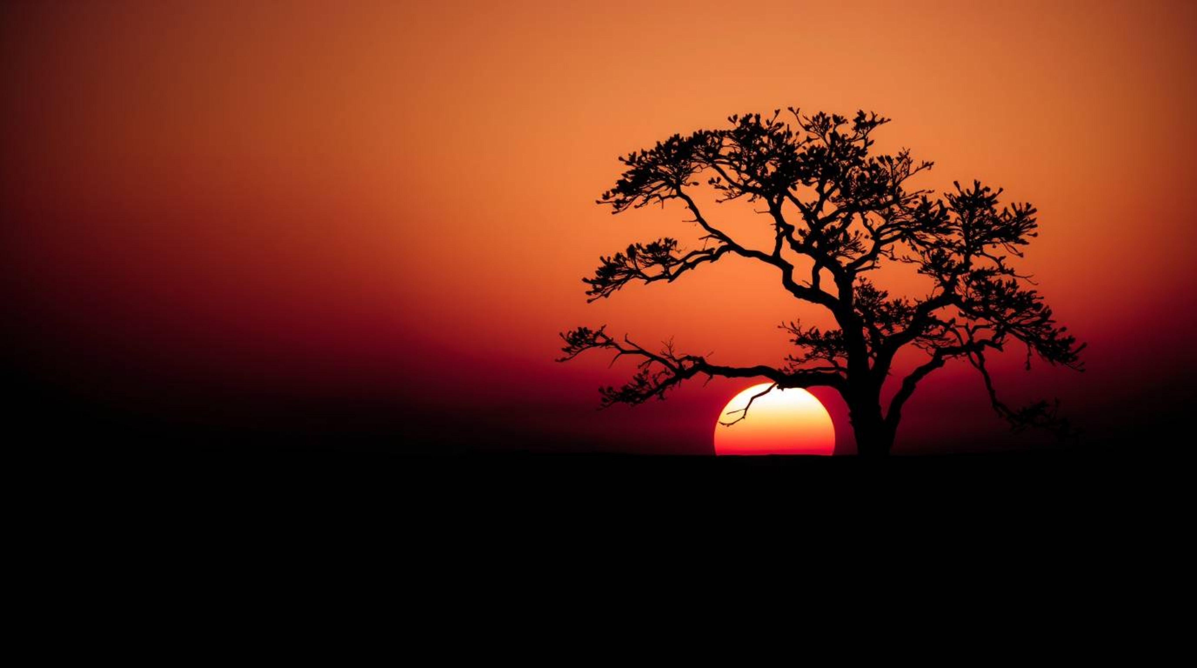 A captivating image of a lone tree silhouetted against a vibrant fiery sunset.  The chiaroscuro lighting creates strong contr