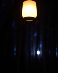 A glowing lantern illuminating a dark forest creates a scene of gentle beauty. The soft pastel colors and silhouetted backlig