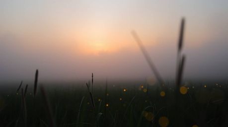 Experience the ethereal beauty of a quiet meadow at sunset. A tight close-up shot reveals the intricate details of the scene,