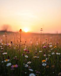 An adorable and charming depiction of a spring wildflower meadow at sunset. The scene is illuminated by the soft, warm glow o