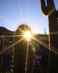 A high-resolution, commercial-quality stock photo capturing a desert cactus glowing in the last rays of the sun. This profess