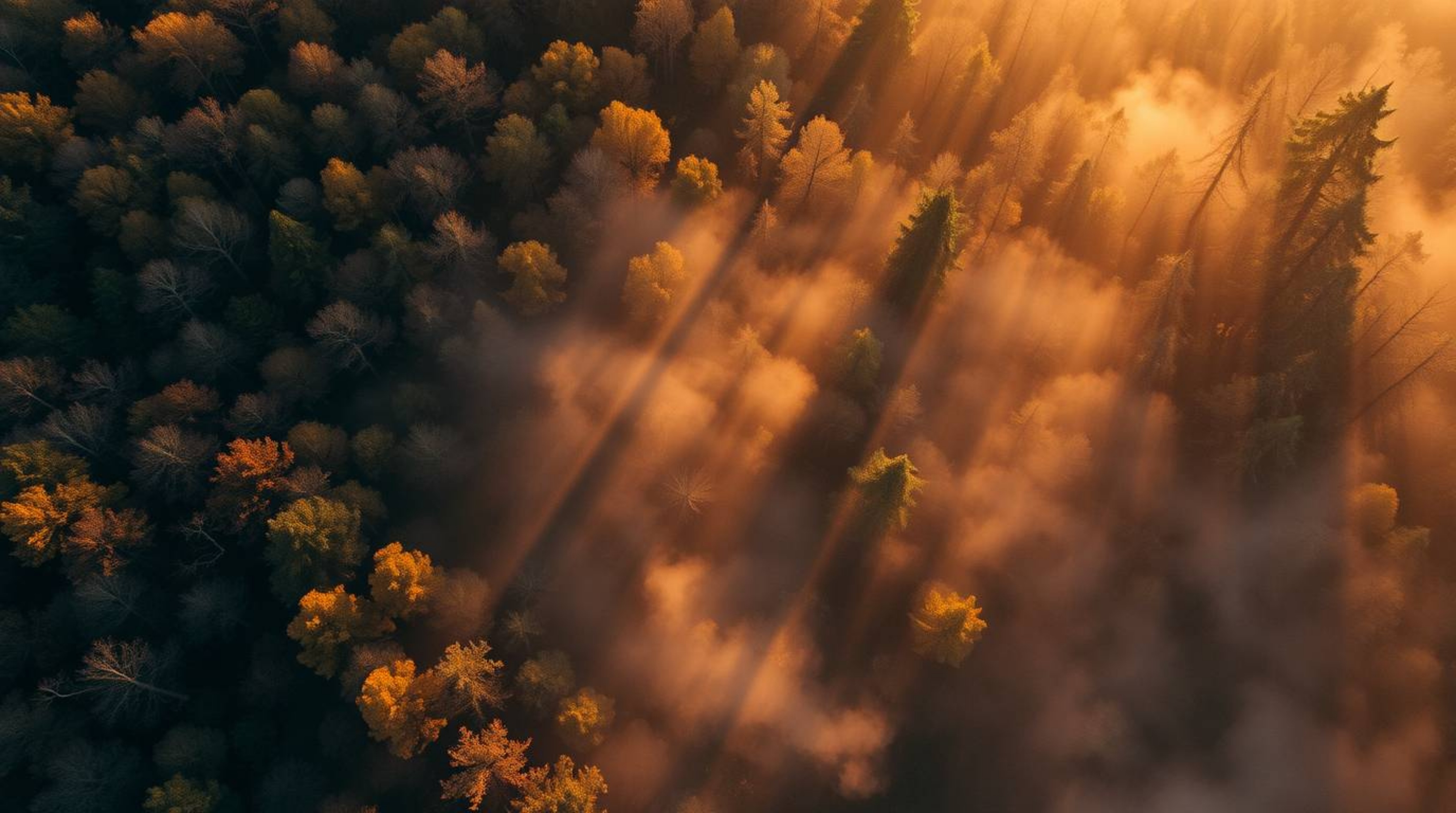 Experience the serene beauty of a forest at golden hour, captured from a bird's eye view. Volumetric lighting enhances the wa