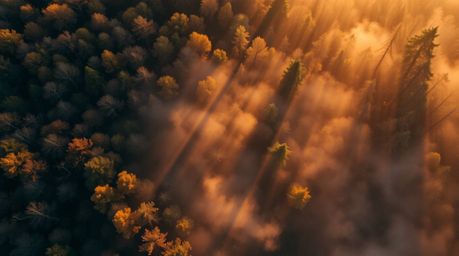 Experience the serene beauty of a forest at golden hour, captured from a bird's eye view. Volumetric lighting enhances the wa
