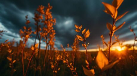 Experience the beauty of autumn with this extreme macro close-up photograph capturing a forest bathed in the golden light of 