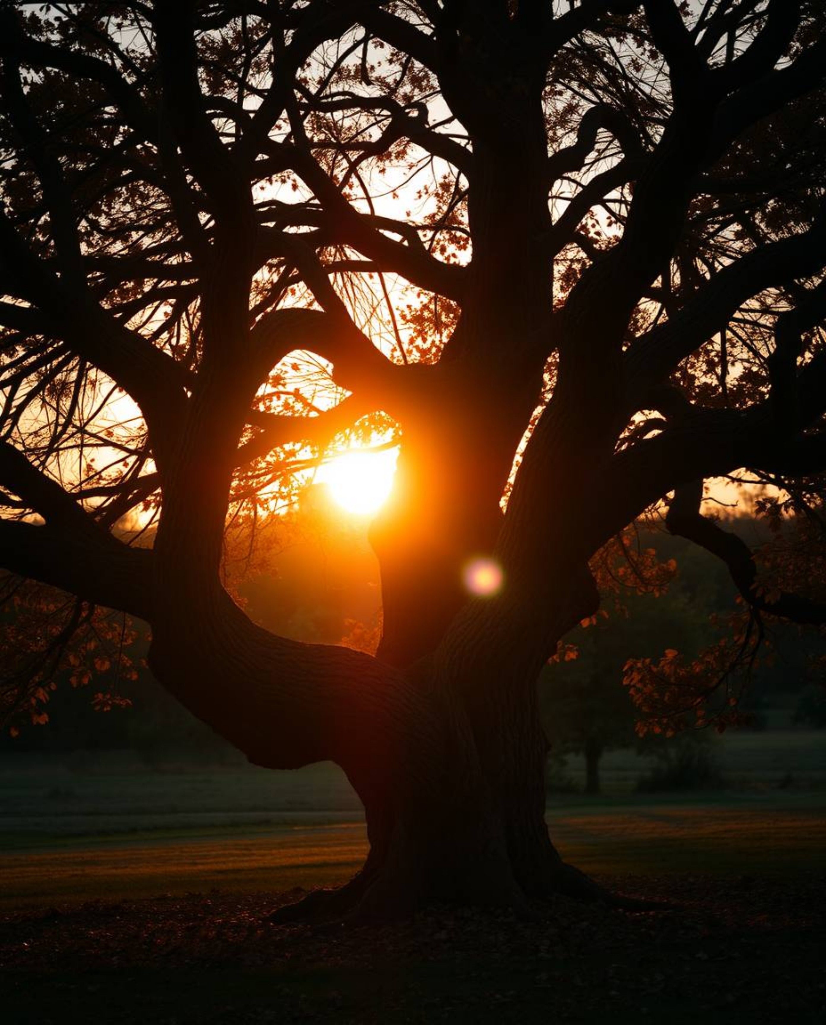 Basking in warm autumnal colors and the golden hour light, this scene captures a sunset behind an old oak tree with twisted b