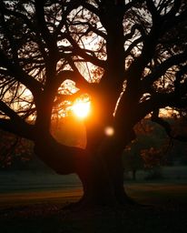 Basking in warm autumnal colors and the golden hour light, this scene captures a sunset behind an old oak tree with twisted b