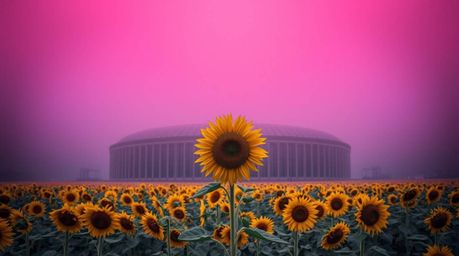 This captivating photograph showcases a sunflower field under a dramatically deep red and purple sky, shrouded in a thick, et