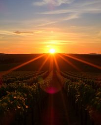 A vibrant sunset over a vineyard is captured with stunning bright lens flares. Uniquely rendered in a palette of cool colors 