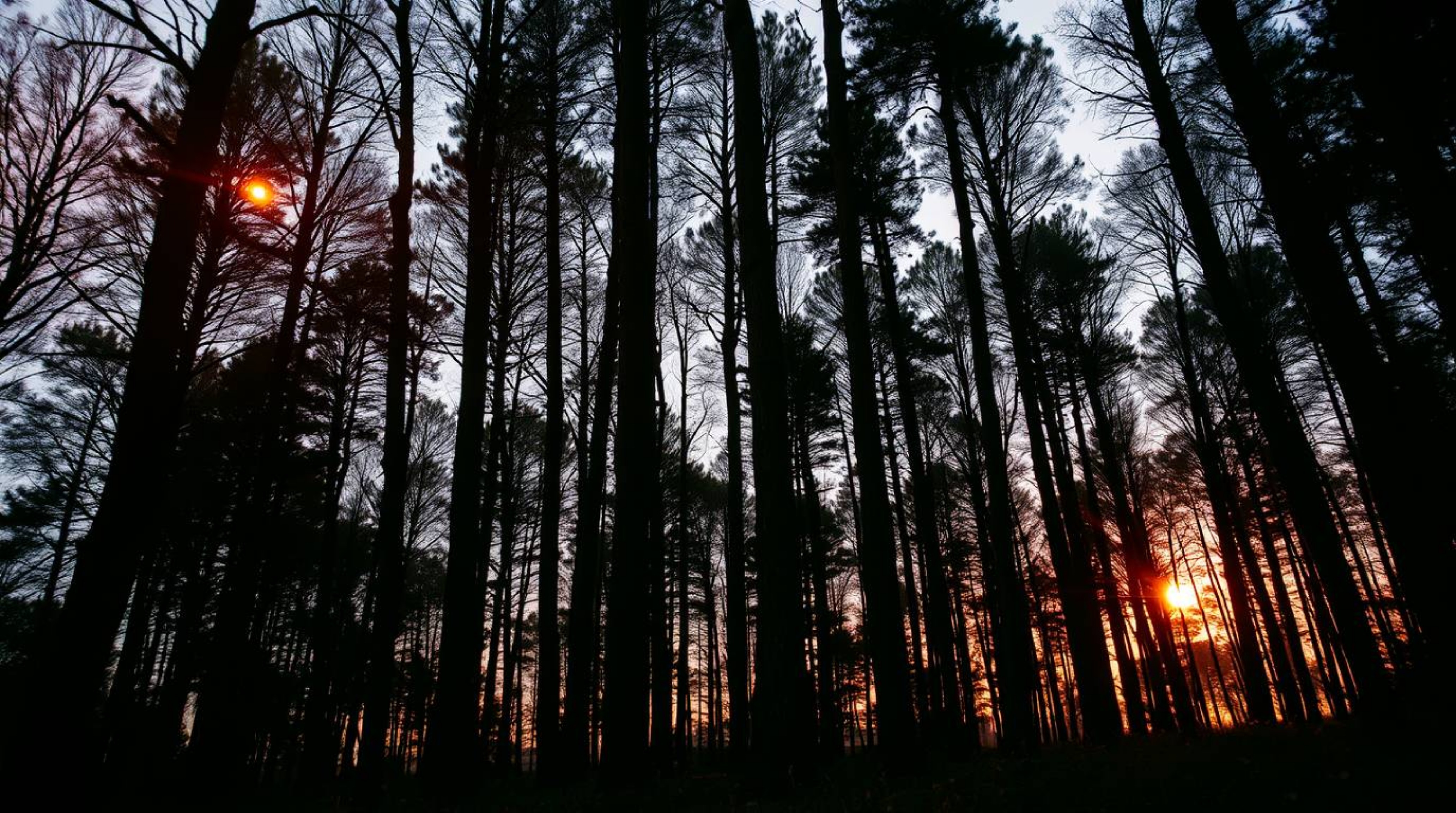 A captivating low-angle photograph showcasing a dense forest bathed in the warm glow of a setting sun.  The image features so