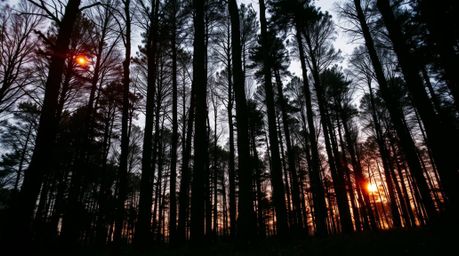 A captivating low-angle photograph showcasing a dense forest bathed in the warm glow of a setting sun.  The image features so