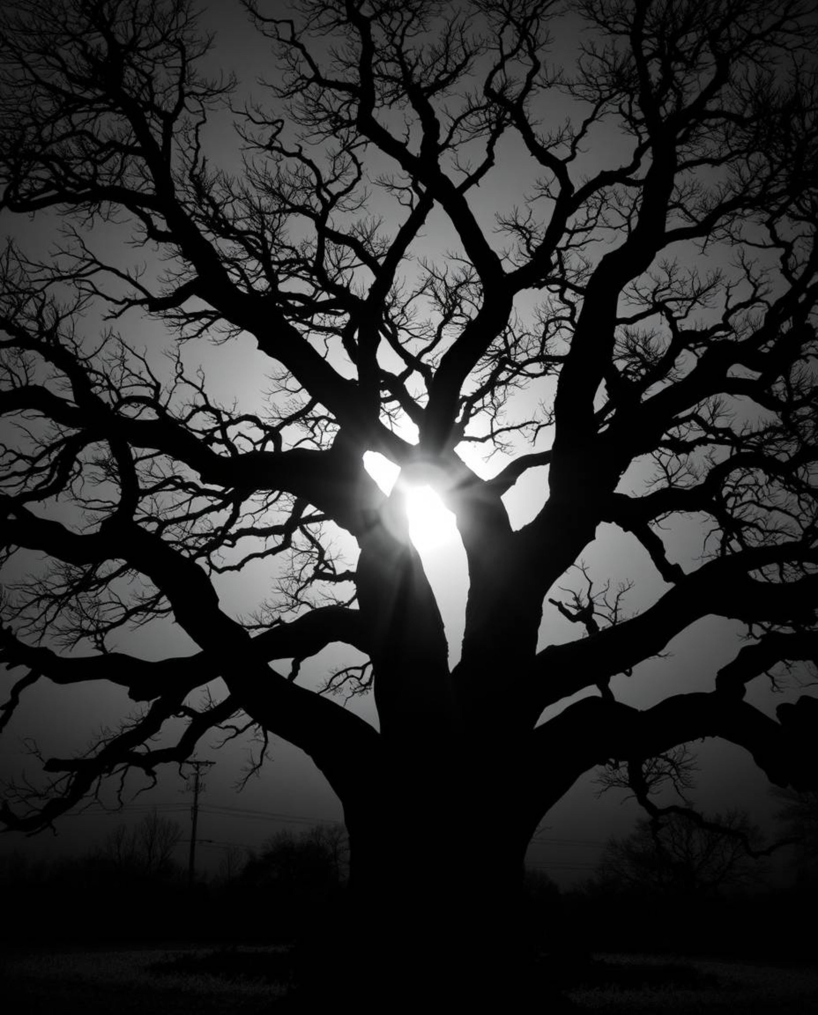 A classic black and white photograph depicting a sunset behind an old oak tree with twisted branches. This piece employs chia