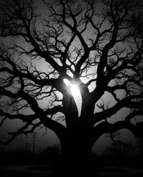 A classic black and white photograph depicting a sunset behind an old oak tree with twisted branches. This piece employs chia