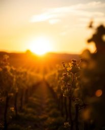 This image captures a sunset over a vineyard using strong, hard light to create dramatic, harsh shadows. The composition skil