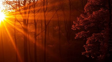 Experience the breathtaking beauty of an autumn forest at sunset, bathed in the dramatic chiaroscuro lighting that creates a 