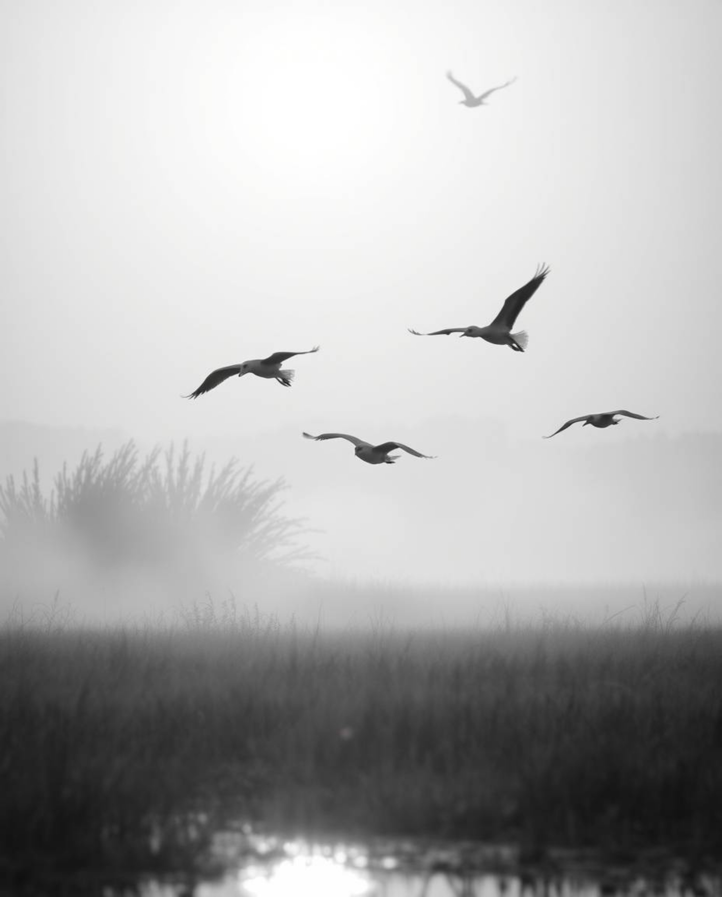 A classic black and white image capturing a golden hour wetlands scene with herons flying. The atmosphere is enhanced by volu
