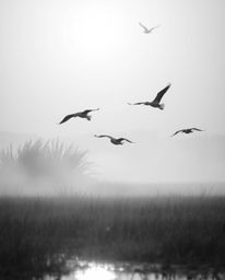 A classic black and white image capturing a golden hour wetlands scene with herons flying. The atmosphere is enhanced by volu