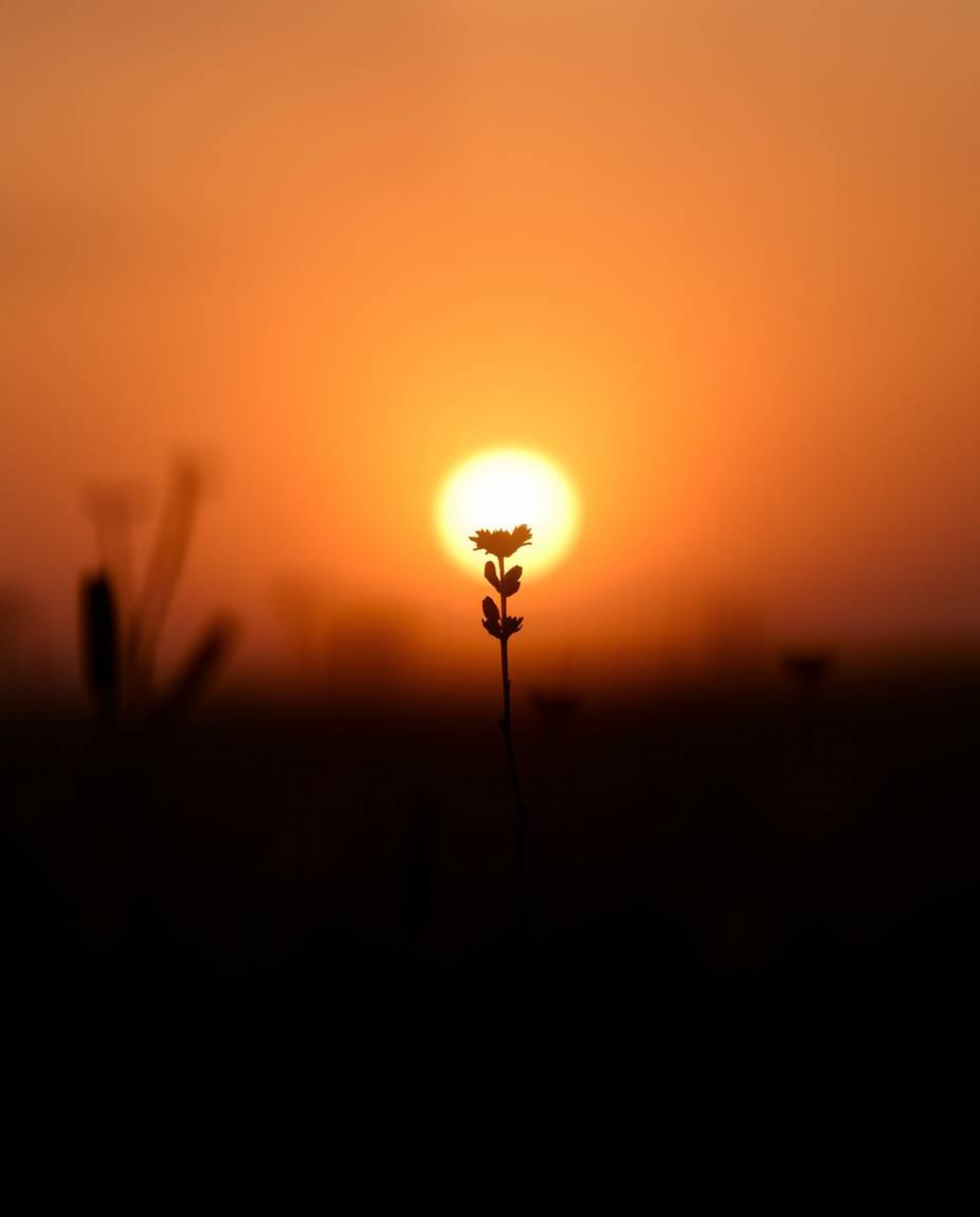 A beautifully captured scene of a sunset over a spring wildflower meadow, characterized by its soft, dreamy atmosphere. The u