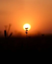 A beautifully captured scene of a sunset over a spring wildflower meadow, characterized by its soft, dreamy atmosphere. The u
