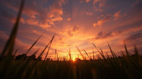 Experience the magic of a vibrant sunset over a tranquil meadow, as fireflies begin to twinkle to life. This captivating imag