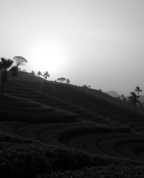 A classic black and white image of a sunset over terraced tea plantations, featuring natural light effects and a vibrant biol