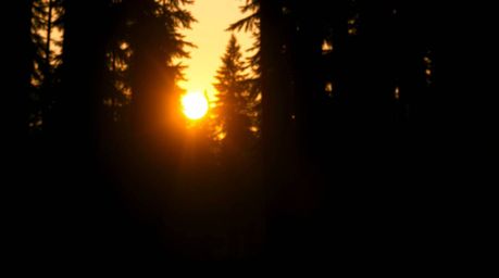 A modern flat design artwork depicting a tight close-up shot of sunset light filtering through a dense forest.  Simple two-di