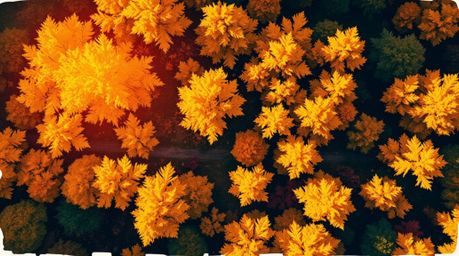 A captivating hand-drawn sketchnote depicts an overhead bird's-eye view of an autumn forest bathed in the golden light of sun