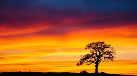 Capture the breathtaking beauty of a solitary tree silhouetted against a vibrant sunset with long exposure photography. These