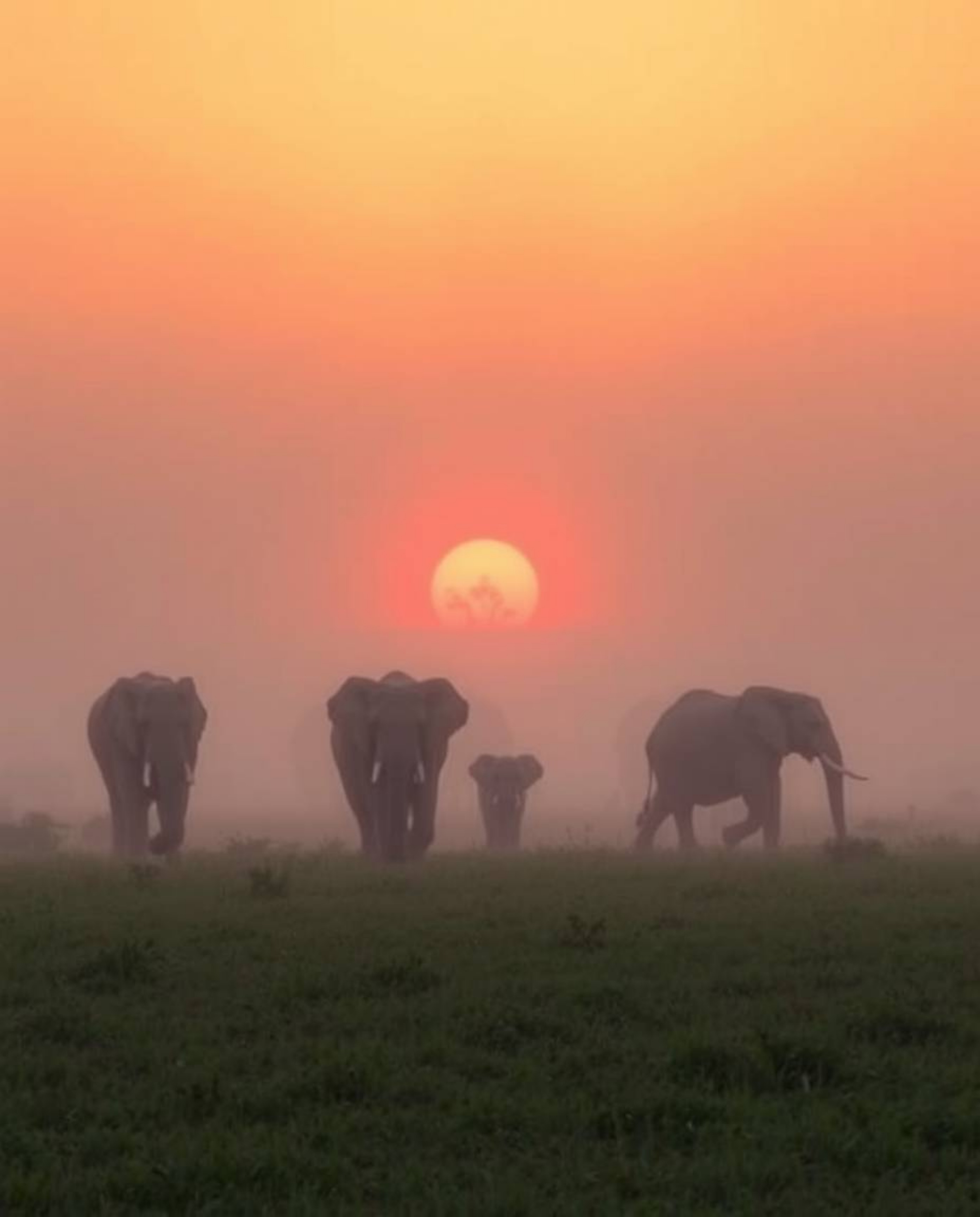 This photograph captures a serene yet mysterious scene of elephants walking across a field at sunset, completely enveloped in