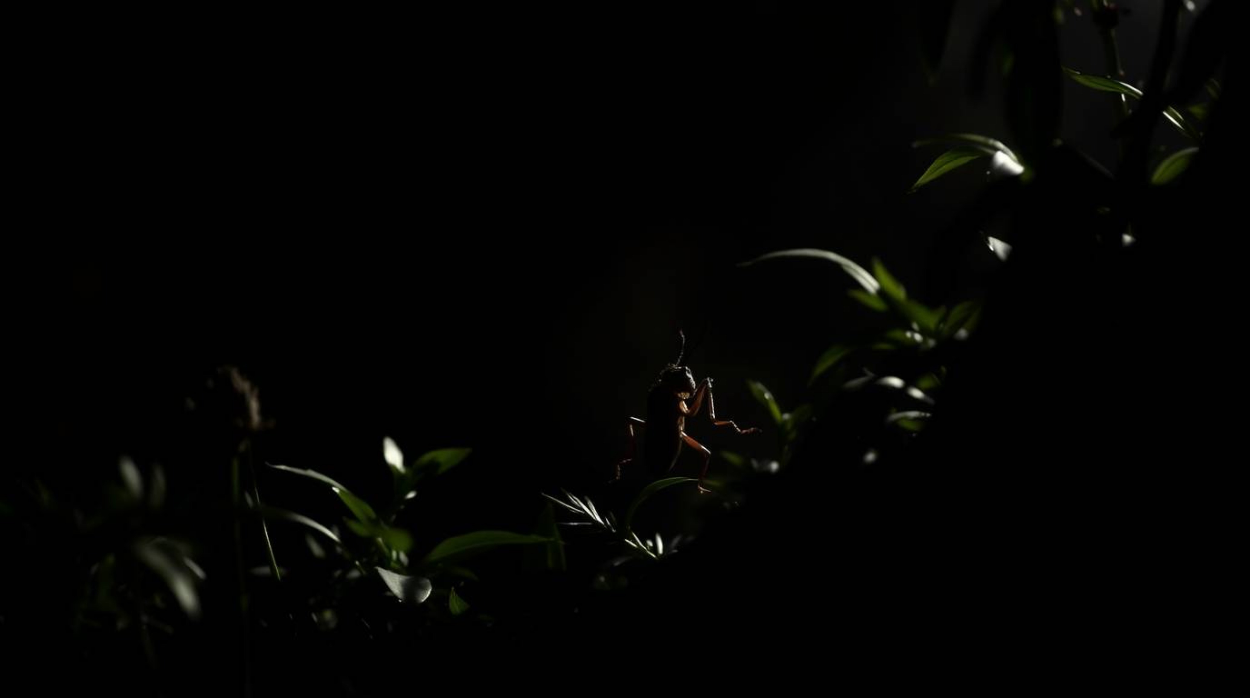 Explore a miniature world of high contrast and dramatic shadows with a bug-sized hero venturing through a backyard jungle. Th