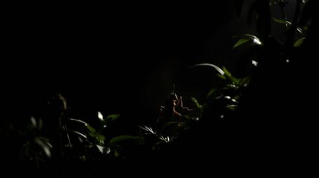 Explore a miniature world of high contrast and dramatic shadows with a bug-sized hero venturing through a backyard jungle. Th