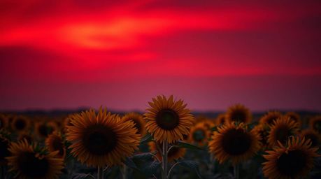 Experience a breathtaking sunflower field bathed in the dramatic light of a deep red and purple sky. This image captures the 