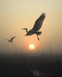 An image capturing the golden hour in the wetlands with herons in flight, creating an eerie and creepy atmosphere through the