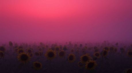 A breathtaking scene of a sunflower field bathed in the dramatic light of a deep red and purple sunset.  Thick fog rolls acro