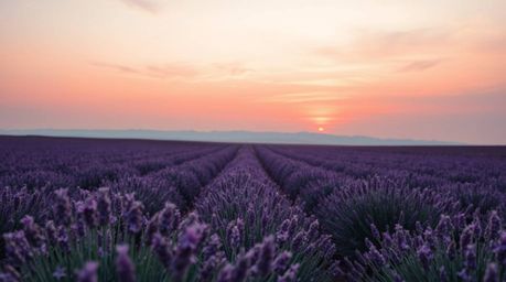 A professional photography series showcasing lavender fields bathed in the ethereal glow of a dreamy pink sky. The images fea