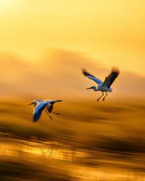 A dynamic motion art piece depicting a golden hour wetlands scene with herons in flight. This artwork is characterized by its