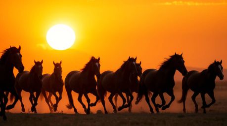 A breathtaking fine art photograph captures a herd of wild horses running freely under a vibrant, glowing sky.  Silhouetted a