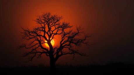 A captivating image of a lone tree silhouetted against a vibrant, fiery sunset.  The scene evokes a mystic and enchanting atm