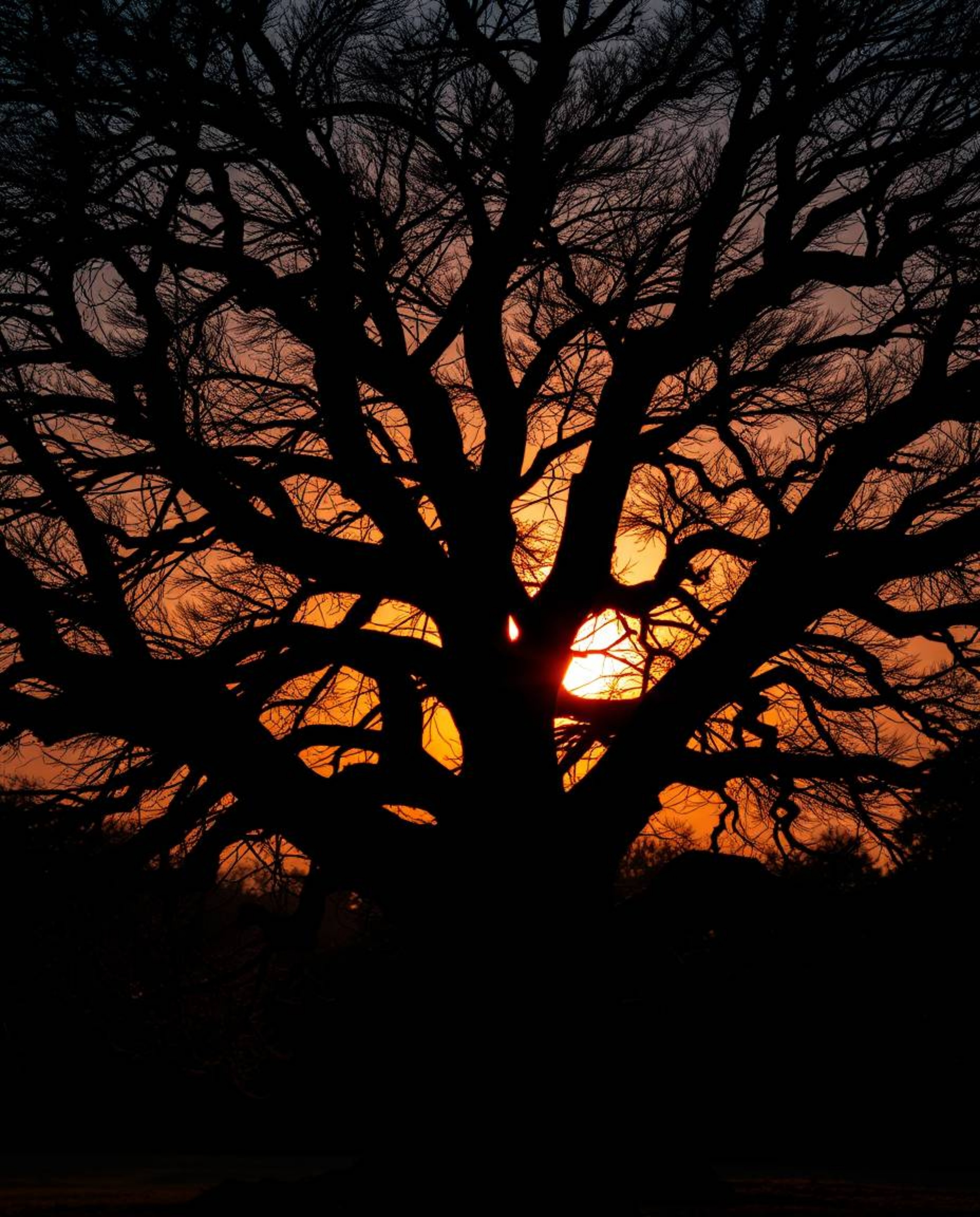 A high-contrast, low-key lighting image captures a sunset behind an old oak tree with twisted branches. The scene utilizes wa